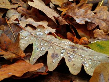 Close-up of leaves in water