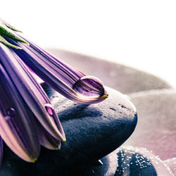 Close-up of purple flower over white background