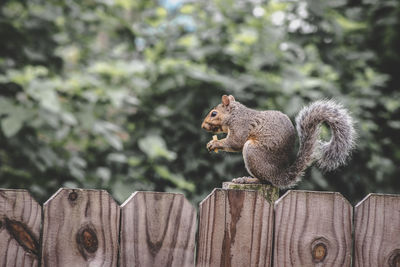 Close-up of squirrel on wooden post