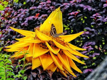 Close-up of yellow flower