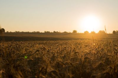 Scenic view of field against sky during sunset