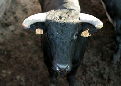 Close-up portrait of cow on field