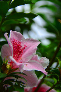 Close-up of pink flower