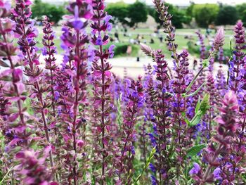 Close-up of purple flowering plants on field