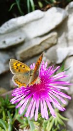 Close-up of butterfly on purple flower