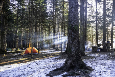 Trees in forest during winter