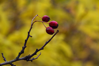 Close-up of rose hips on branches outdoors