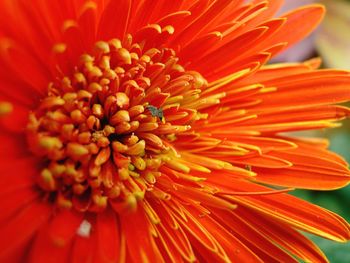 Extreme close-up of orange flower