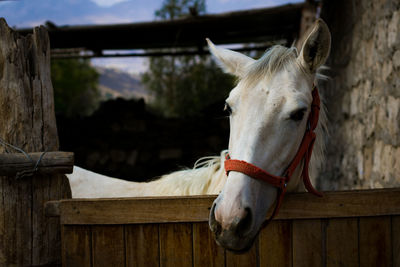 Close-up of horse in stable