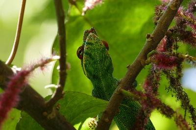 Close-up of grasshopper on tree branch