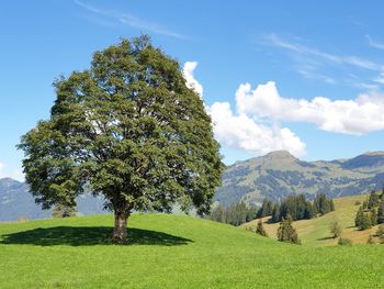 Trees on field against sky