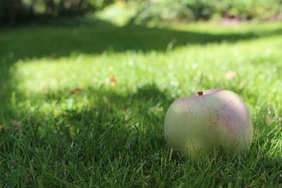 Close-up of apple on grass in field