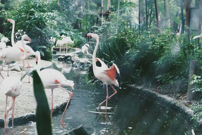 Birds perching on a lake
