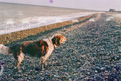 View of dog on beach