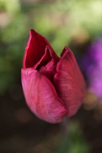 Close-up of pink flowers