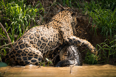 Leopard and animal fighting in lake