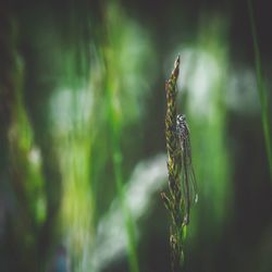 Close-up of dragonfly on plant