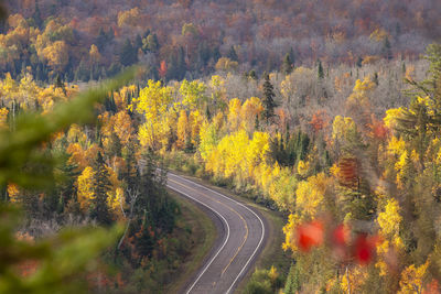 Road amidst trees during autumn