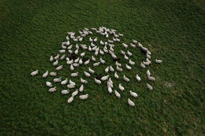 Aerial view of sheep on field
