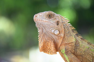 Close-up of a lizard