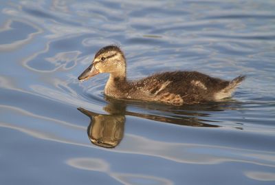 Duck swimming in a lake