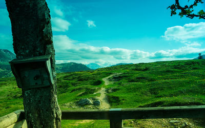 Close-up of tree trunk in forest against sky