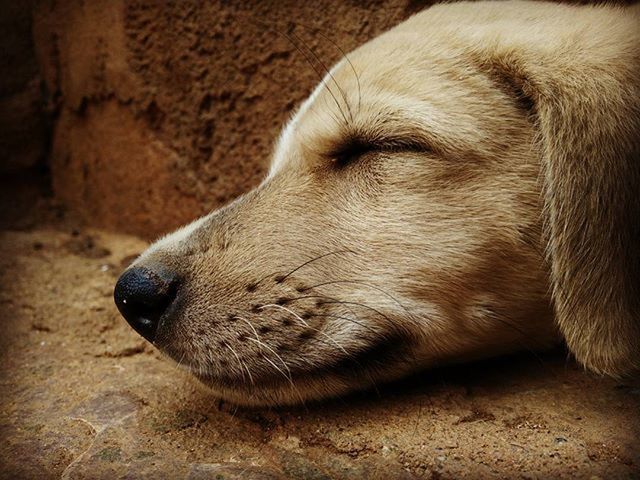 animal themes, one animal, dog, mammal, pets, domestic animals, relaxation, sleeping, resting, close-up, lying down, no people, animal head, eyes closed, day, indoors, sand, nature, zoology