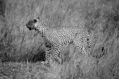 View of a cheetah on ground