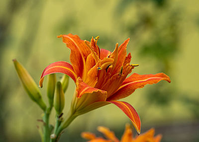 Close-up of orange day lily