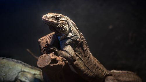 Close-up of iguanas on log