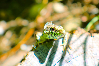 Close-up of frog on leaf