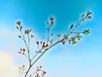 Low angle view of flowering plants against blue sky