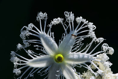 Close-up of white flowering plant against black background