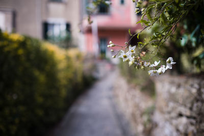 Close-up of flower tree