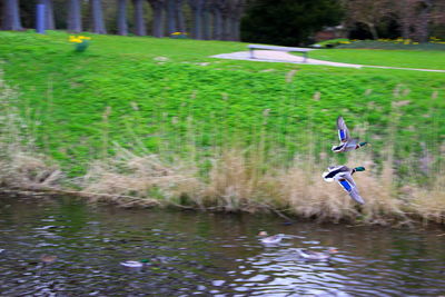 Man in river