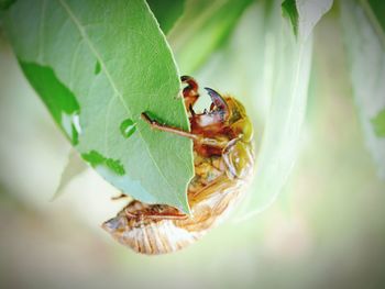 Close-up of insect on leaf