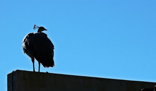 Silhouette peacock against clear blue sky