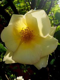 Close-up of white flower