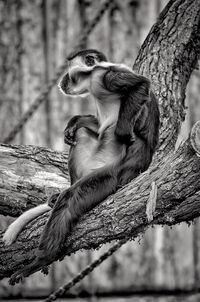 Monkey sitting on tree trunk