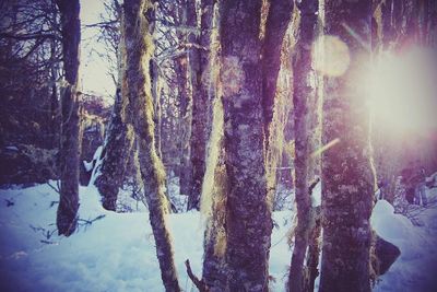 Trees in forest during winter