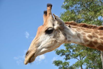 Low angle view of giraffe against clear sky
