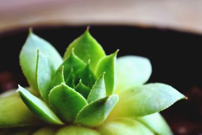 Close-up of succulent plant