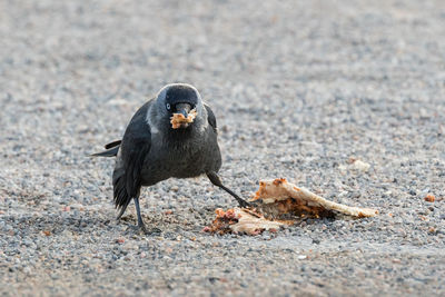 Bird eating food