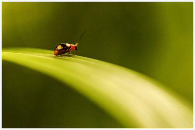 Close-up of insect on leaf