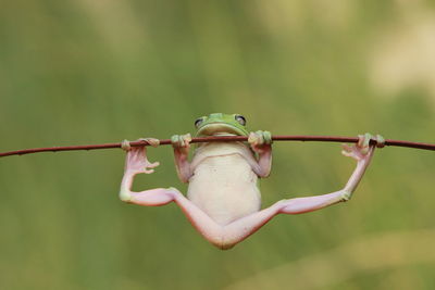 Frog hanging on plant stick