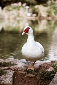 Duck on a lake