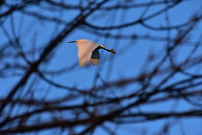 Low angle view of bird flying against the sky