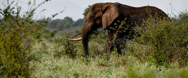 View of elephant on field