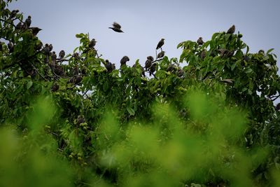 Low angle view of bird on plant against sky