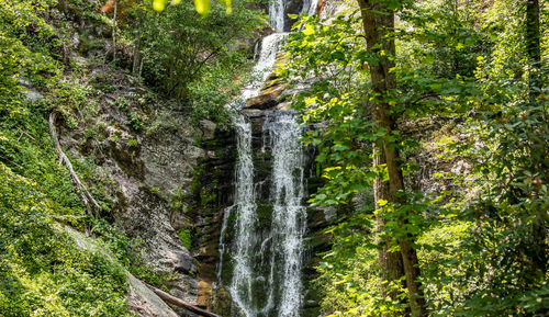 Scenic view of waterfall in forest